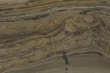 Devonian Stromatolite Slice - Orkney, Scotland #207399-1